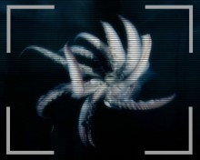 Despair Squid Despair Squid