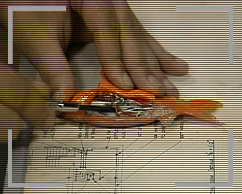 Robot Goldfish